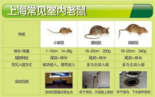 徐汇区公司灭蟑/徐汇区公司灭蟑服务供应信息/清波供